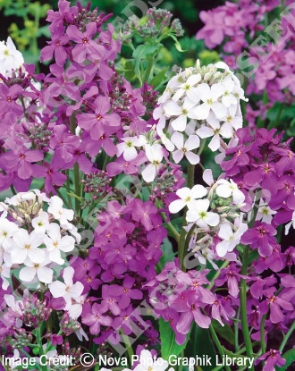 Picture of Sweet Rocket - Purple